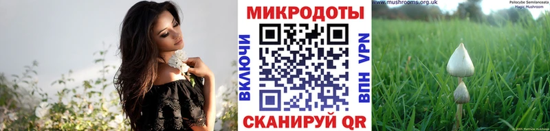 Галлюциногенные грибы Psilocybine cubensis  Советская Гавань 